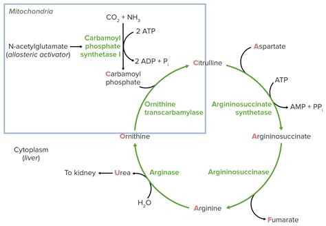 Trastornos del Ciclo de la Urea | Concise Medical Knowledge