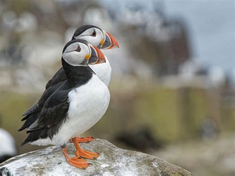 Farne Islands to close to visitors amid bird flu fears - BBC News