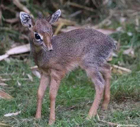 Colchester Zoo announces exciting arrival of adorable baby dik-dik ...