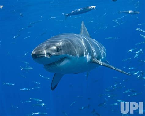 Photo: Great White Shark migration observed in Mexico - IGP20080917010 ...