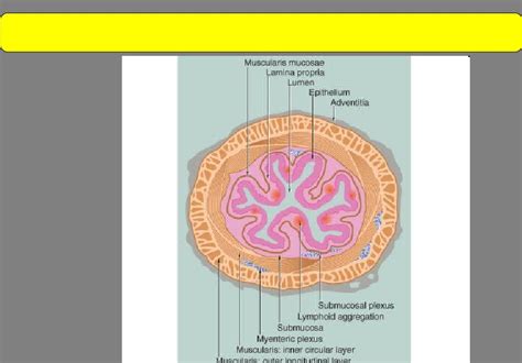 Histology of g.i.t ~ Medical ebooks and articles