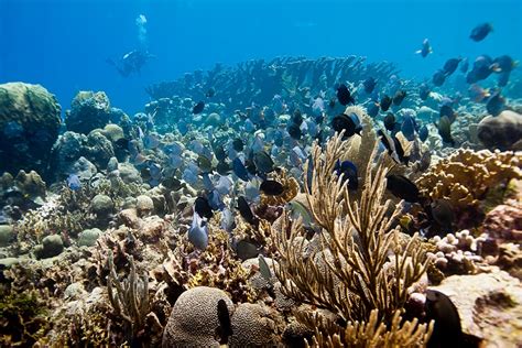 Caribbean Coral Reefs: Types & Island Recommendations