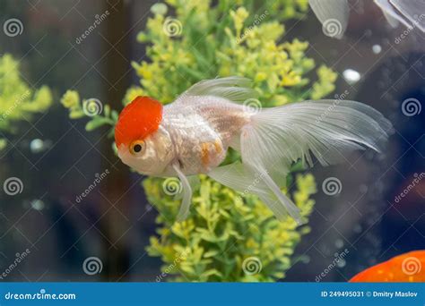 White Goldfish in the Aquarium Stock Image - Image of fish, hobbies ...