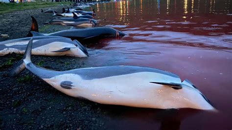 1,428 Dolphins Were Slaughtered As Part Of An Island Tradition : NPR