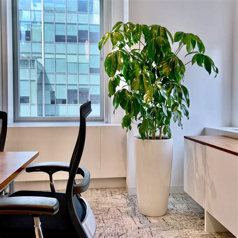 10 Best Low Light Plants For Office That Are Also Low Maintenance - My ...