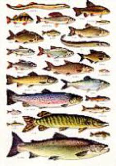 Books on British Freshwater Fish, British Freshwater fishes charts and ...