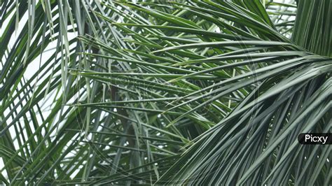 Image of Coconut tree leaves-JI040350-Picxy