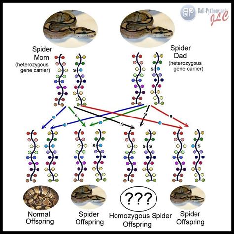 Ball Python Morphs Calculator - CALCULATORJHS