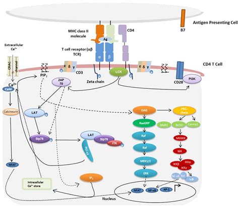 T cell receptors overview - Mini-review | Bio-Rad