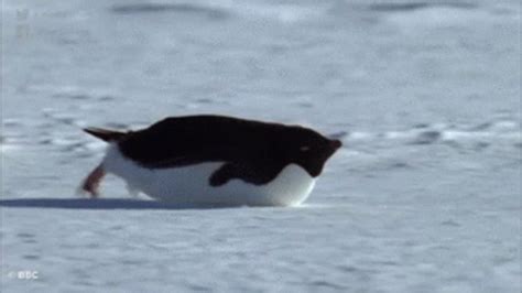 Sliding Penguin GIF - Sliding Penguin - Discover & Share GIFs