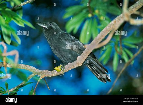 Alala hawaiian crow hi-res stock photography and images - Alamy