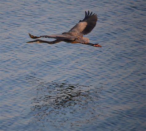 03 Photography — Great Blue Heron In Flight. Love the muted...