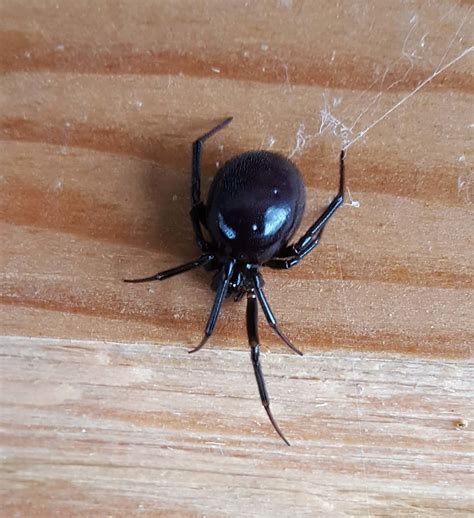 Steatoda grossa (False Black Widow) in St. Helens, Oregon United States