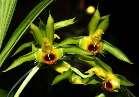 The Extraordinary Catasetum Orchids — In Defense of Plants