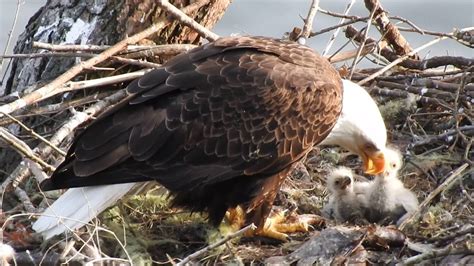 Female Bald Eagle Feeding Her Chick's - YouTube