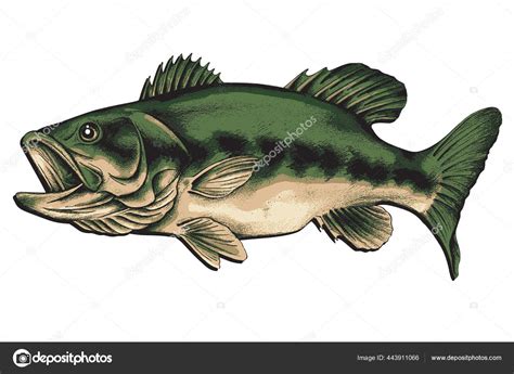 Largemouth Bass Vector Drawing Stock Vector by ©JOHNDESIGN7483 443911066