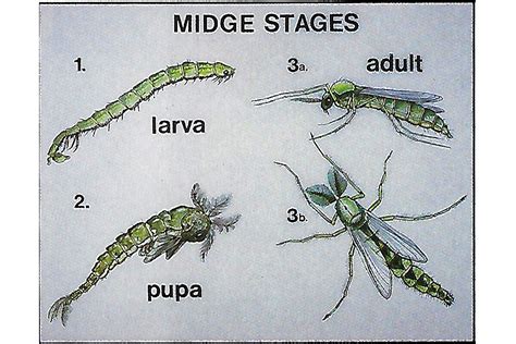 Midge Life Cycle