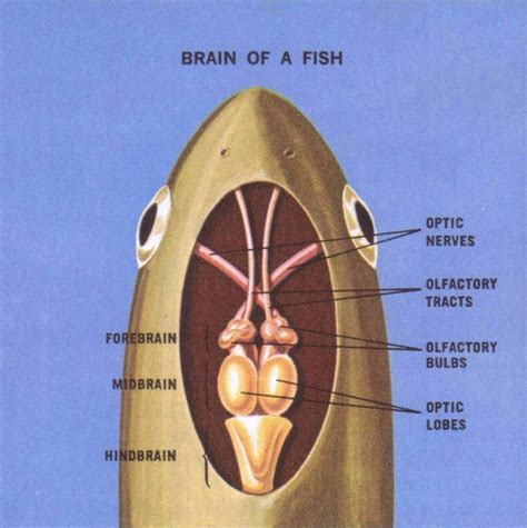 MASS MIRAGE | Scientific illustration, Brain anatomy, Scientific