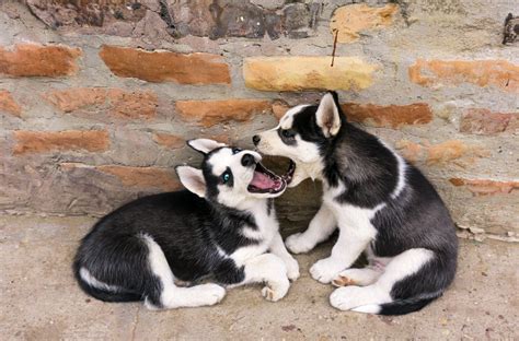 Siberian Husky Dogs Playing · Free Stock Photo