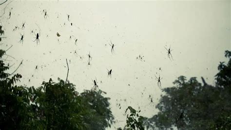 11 bizarre occurrences of animals raining from the sky