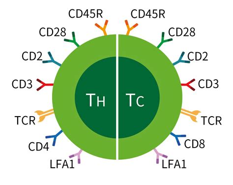 CD antigens expression in T cells