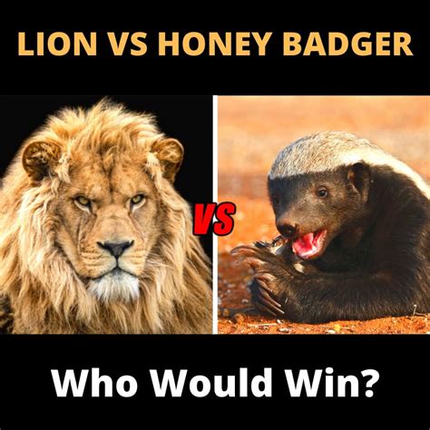 HONEY BADGER VS LION - Who Would Win? | HONEY BADGER VS LION - Who ...