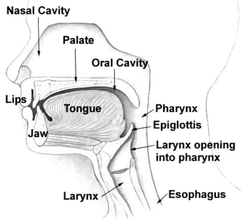 Difference Between Pharynx and Larynx | Definition, Anatomy, Function