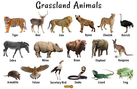 Grassland Animals List, Facts, Adaptations, Pictures