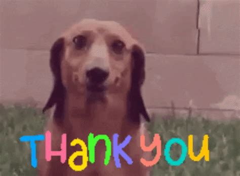 Dog Thank You GIF by MOODMAN - Find & Share on GIPHY