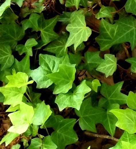 Awesome close up and good leaf shapes Hedera, Strewing, Love Charms ...