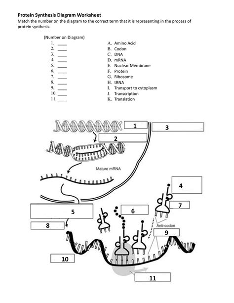 Protein Synthesis Diagram Worksheet