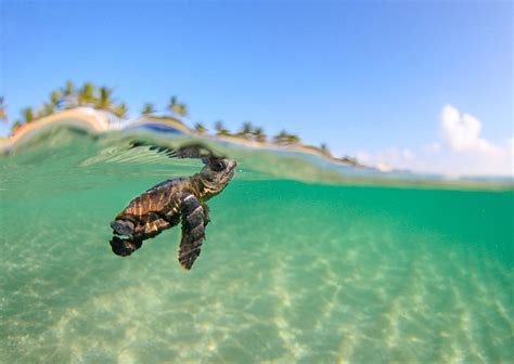 Baby Sea Turtle Wallpapers - Wallpaper Cave