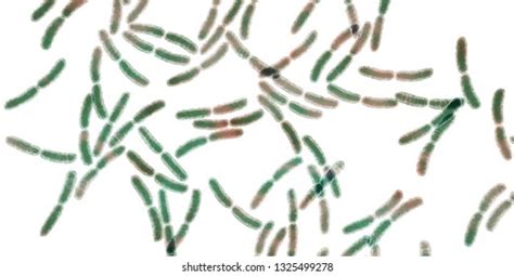 161 Lactobacillus rhamnosus Images, Stock Photos & Vectors | Shutterstock