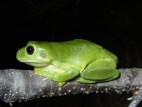 Green Tree Frog - The Australian Museum