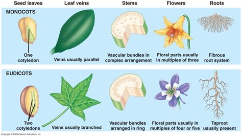 Mr. Wesly KiCS' Journal: Monocot and Dicot