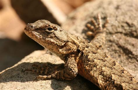 Species Profile: Sceloporus undulatus - Eastern Fence Lizard » Bella ...