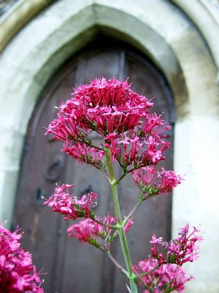 50 RED JUPITER'S BEARD Valerian Keys of Heaven Centranthus Ruber Flowe ...