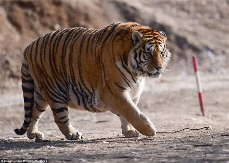 Chubby Siberian tigers prowl enclosure in Chinese zoo | Daily Mail Online