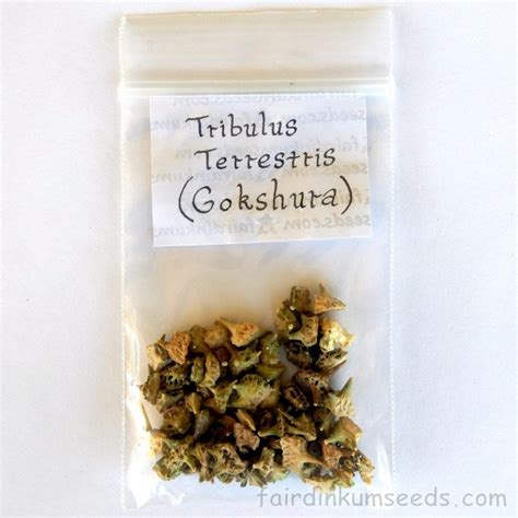 Tribulus Terrestris Puncture Vine Libido Herb Seeds | Fair Dinkum Seeds