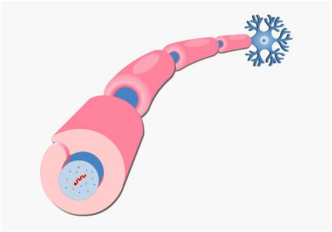 An Image Showing An Axon Of A Neuron Myelinated By - Myelin Sheath On ...