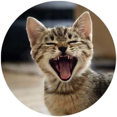 Kitten Dental Care - My Pet Hub Townsville