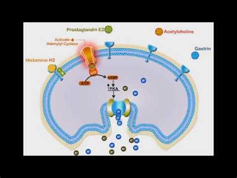 Proton Pump Inhibitors animation video - YouTube