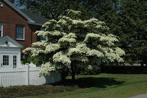 Chinese Dogwood (Cornus kousa) in Portland Brunswick Falmouth ...