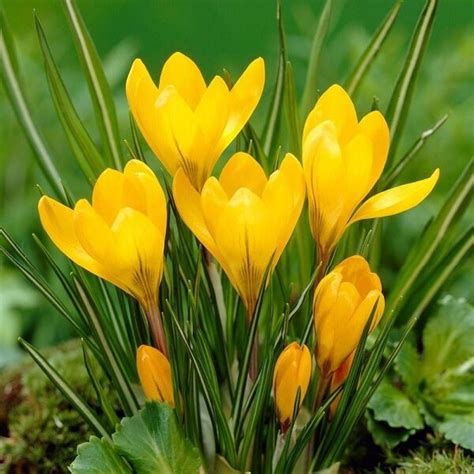 Crocus (Yellow) - Bulbs (set of 5) - KS GARDEN NURSERY