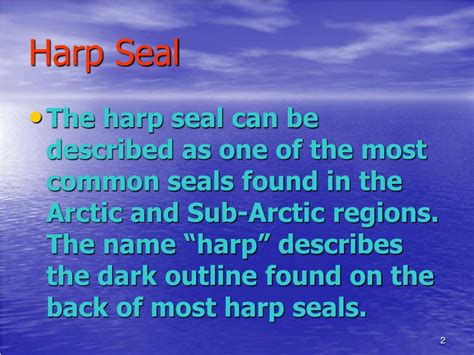 PPT - Harp Seal PowerPoint Presentation, free download - ID:3122866