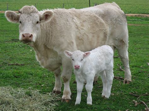 Charolais Cow Beef Cattle | Zulu Grand Champion 2005 Royal Melbourne ...