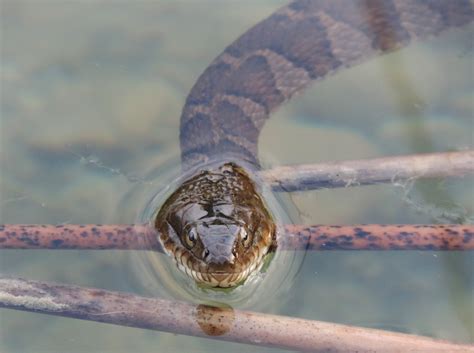 Poisonous Water Snakes