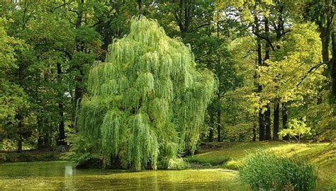 Willow Tree – Meaning and Symbolism