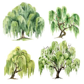 Discover more than 77 willow tree sketch best - seven.edu.vn