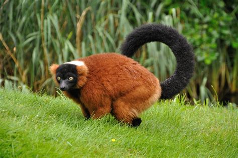 Red ruffed lemur 3 Free Photo Download | FreeImages